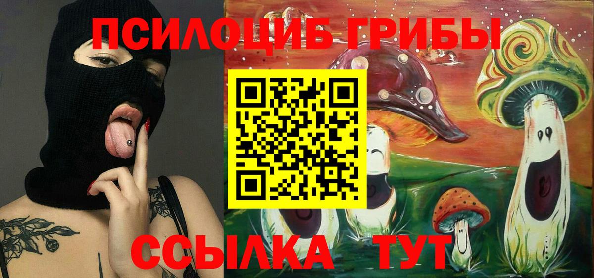 Псилоцибиновые грибы Psilocybe Минусинск